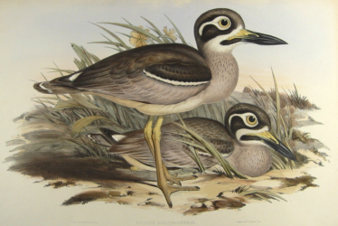 John Gould's Birds of Australia